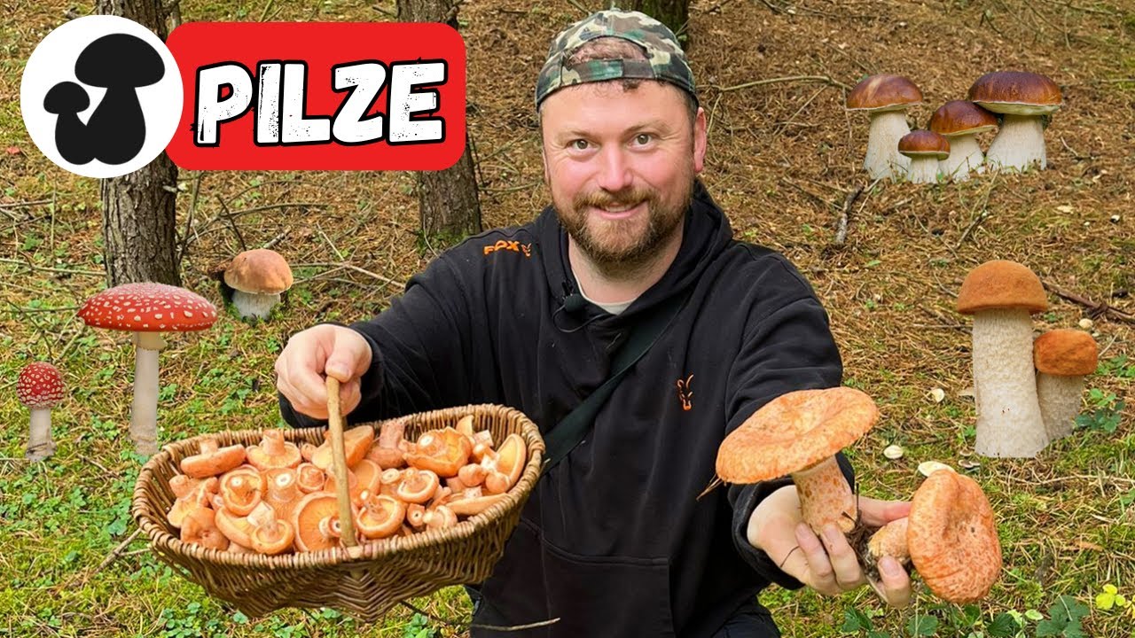 Pilze sammeln im Oktober - Reizker und Röhrlinge bei Kiefern