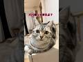 ママ帰宅で大喜びの猫がパパ帰宅の時こーなっちゃう😽💖　　#猫動画 #shorts #お出迎え猫 #アメリカンショートヘア
