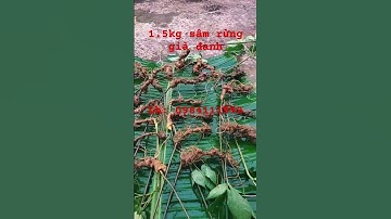 Sáng sớm dân ra khỏi rừng mang xuống 1,5kg sâm rừng già ngon , không thể bỏ lỡ ! #sâm_lai_châu_rừng