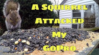 A Squirrel Attacked My GoPro