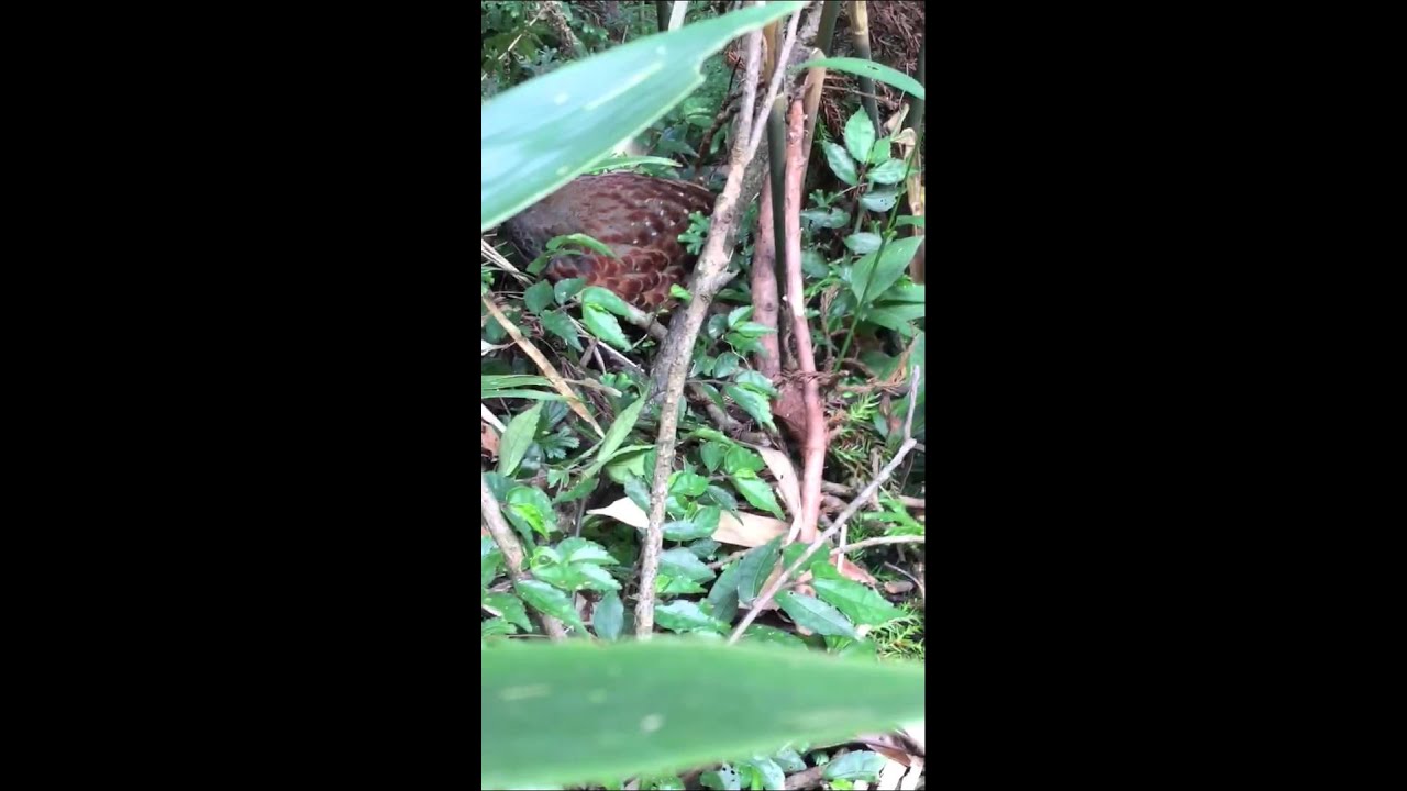 臺灣竹雞（Taiwan bamboo partridge） 