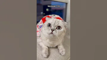 You Re Never Gonna Be Together Kikicutekitty Funny Comedy Jokes Scottishfold Relatable 