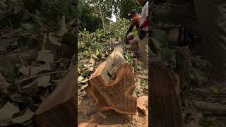Master the Chainsaw: Precise Tree Felling and Log Processing