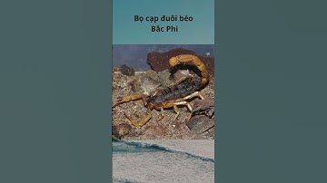 Top những loài bọ cạp độc nhất hành tinh #shorts