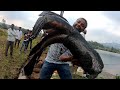 Record size snake heads in india size  record size murrel