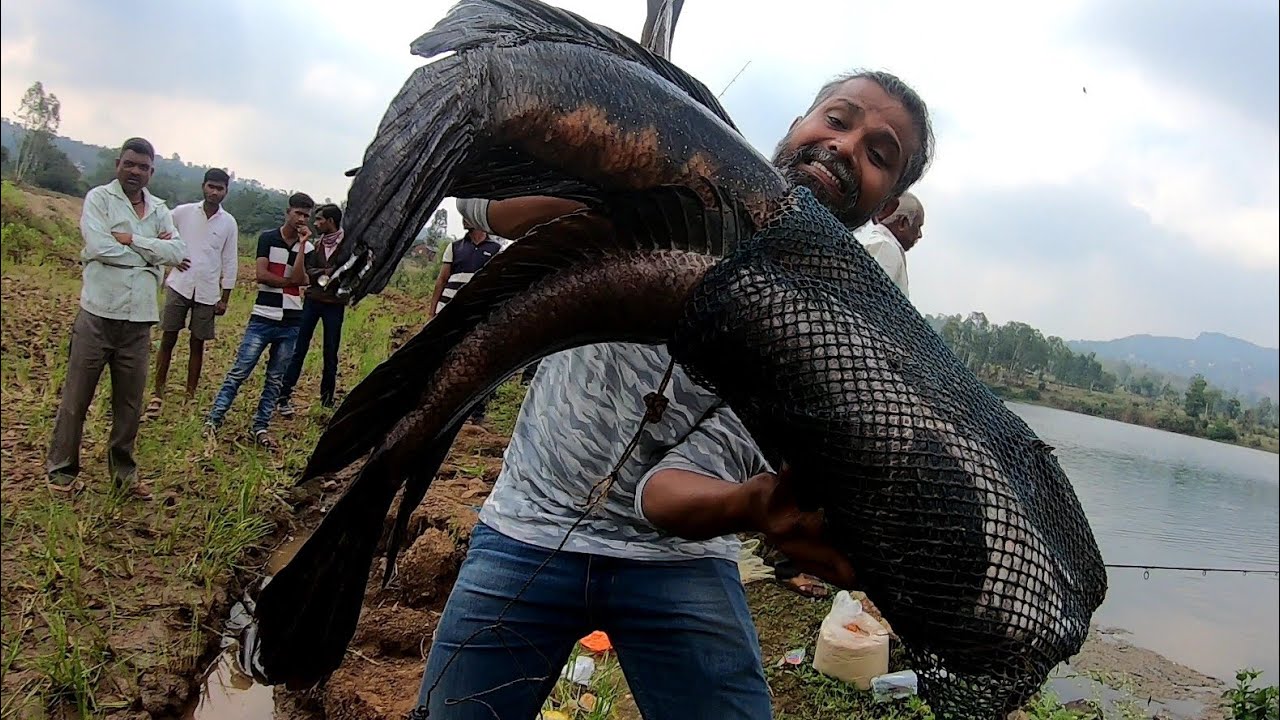RECORD SIZE SNAKE HEADS IN INDIA,रेकॉर्ड SIZE मरळ, RECORD SIZE MURREL