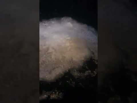 Büyükada Derken Şimdi de Heybeliada! Adalar'ı Sardı. #adalar #heybeliada #müsilaj  #büyükada