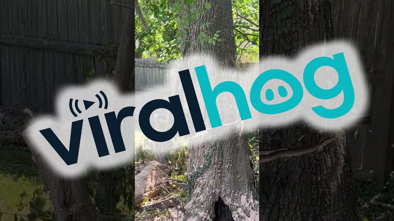 Tree Felling Fail Smashes Neighbor's Fence || ViralHog - YouTube