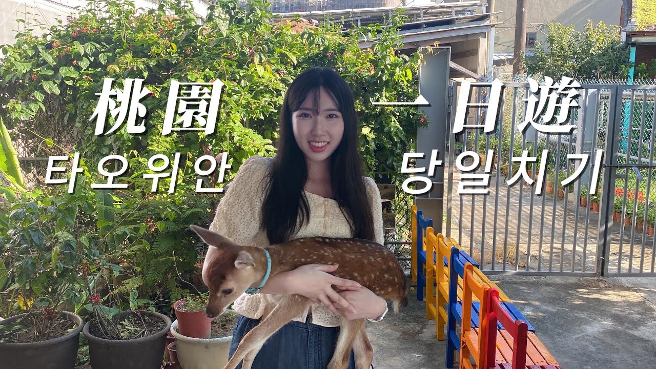 대만 타오위안 아기꽃사슴 안아보기🦌타오위안 바다 🌊타오위안야경추천
