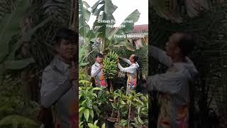 Pisang Morosebo Embun Pagi Sleman Yogyakarta