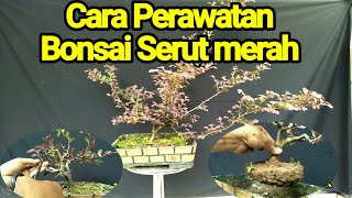 Bonsai Serut Merah dan Cara perawatanya