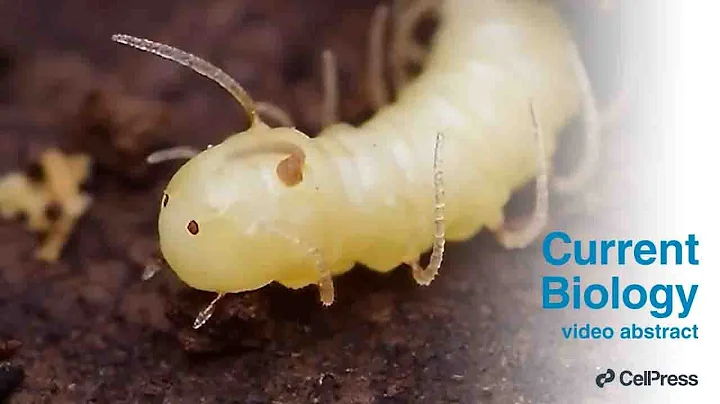 Fly with fake termite face discovered / Curr. Biol., Mar. 10, 2025 (Vol. 35, Issue 5)