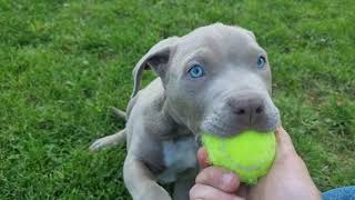 american bully xxl puppy