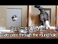 丸穴を通るねこ。-Maru&Hana pass through the round hole.-