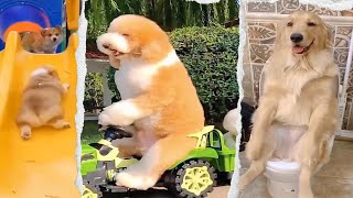 ⚠️You Won't Believe How Funny These Animals Are!🐶😺 #dog  #funnyanimals #puppy