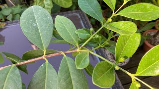 Brazilian guava, Psidium Acutangulum, another rarer species I have producing flower buds 🤩