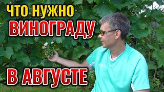 ЧТО НУЖНО ВИНОГРАДУ В АВГУСТЕ: подкормки, обработки от болезней, обрезка 🍇