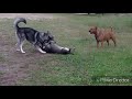 Big Dogs Play Fight