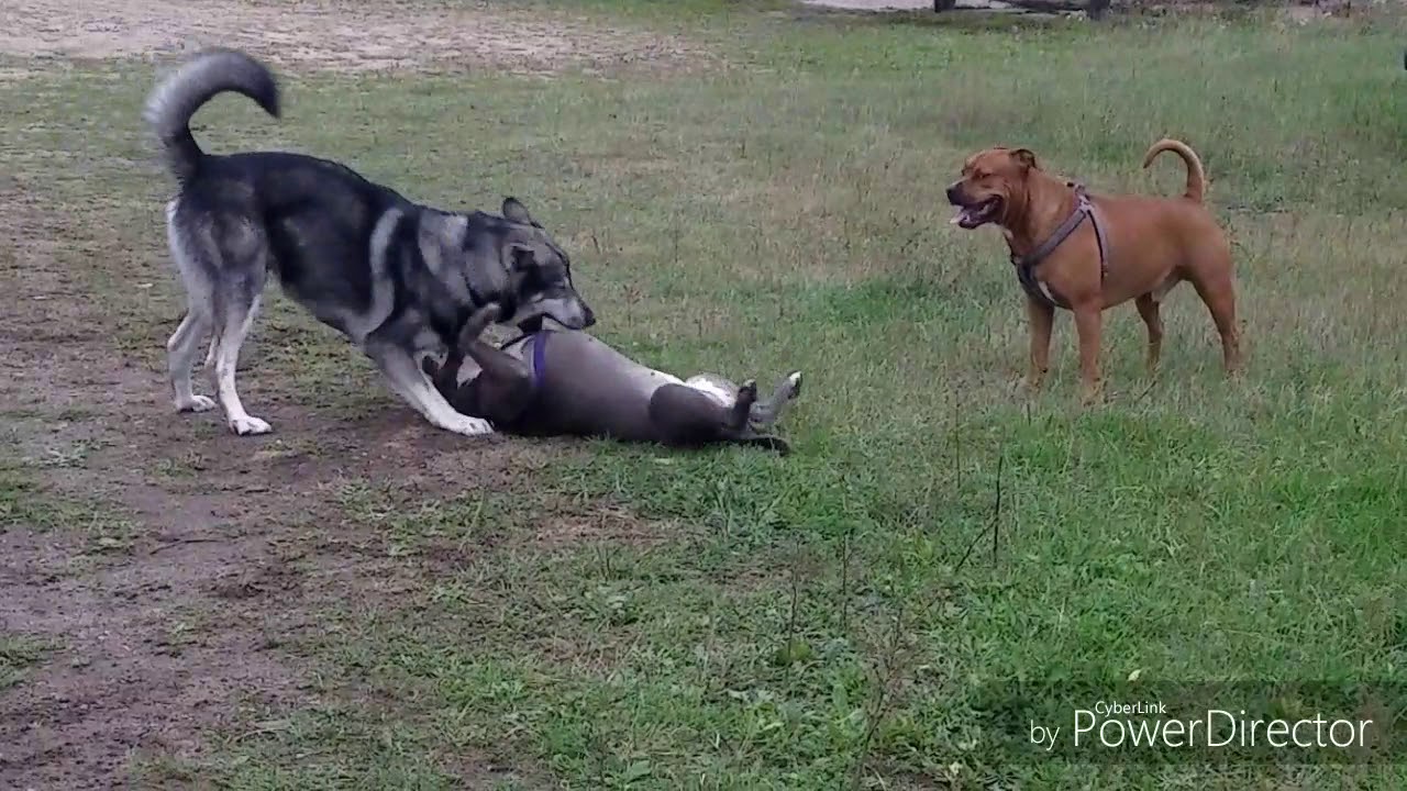 Big Dogs Play Fight - YouTube