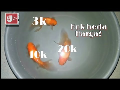 Video: Apa Perbedaan Antara Koki Dan Koki Kelas Atas?