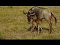 Adorable! This minutes old newborn baby wildebeest finds its legs