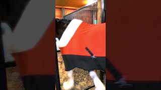Meet My Beautiful Clydesdale Horse, Amber.