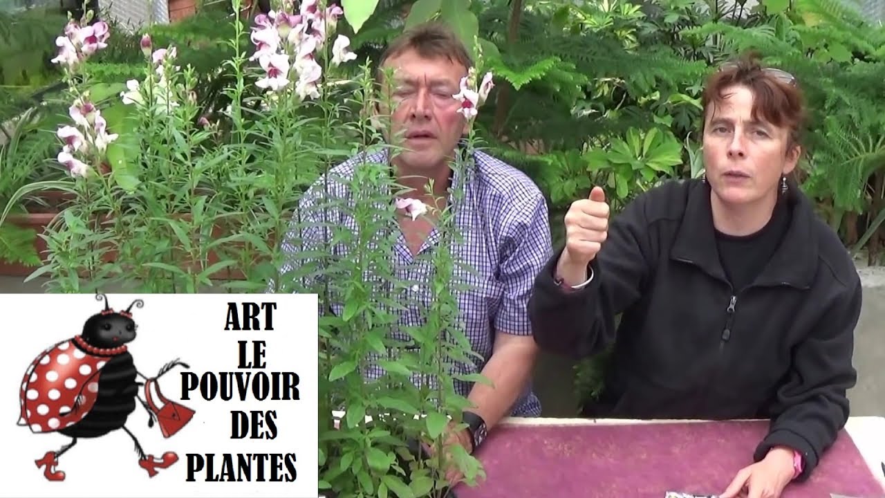 chaine de Jardinage: Muflier lucky lips: Comment faire un Semis: Plantes annuelles