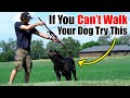 How To Exercise Your Dog Without Walking Them