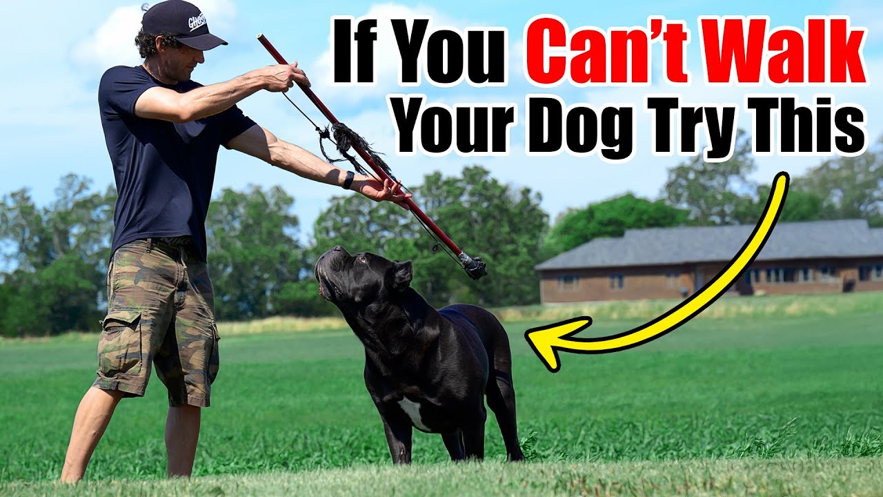How to Train My Dog to Be a Guard Dog: Expert Tips for Safety