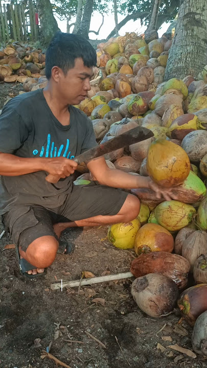 Cara belah kelapa kami disebut ngeri #kelapa #belahkelapa #kopra