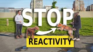 Fixing a reactive dog in ONE SESSION!!!