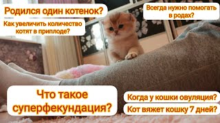 У кошки родился один котенок? Как увеличить количество котят при вязке? Всегда помогать в родах? by DEBORKADER 4,931 views 2 years ago 4 minutes, 22 seconds