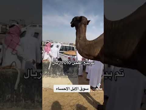 بعير مجهم تم البيع 17010ريال سوق الابل الاحساء المجاهيم