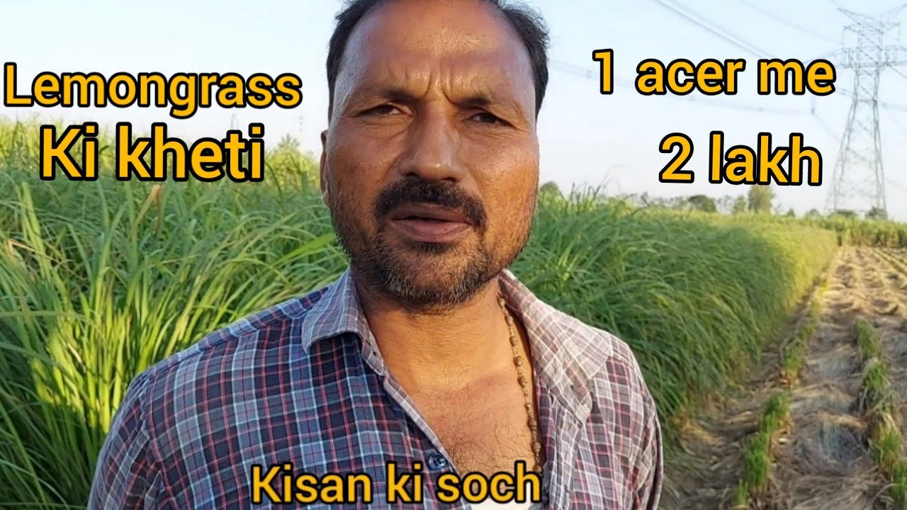 लेमनग्रास की खेती, करना चाहते हो तो जानकारी मिलेगी,वीडियो पूरी देखें, तेल ₹1300 लीटर,Lemongrass,