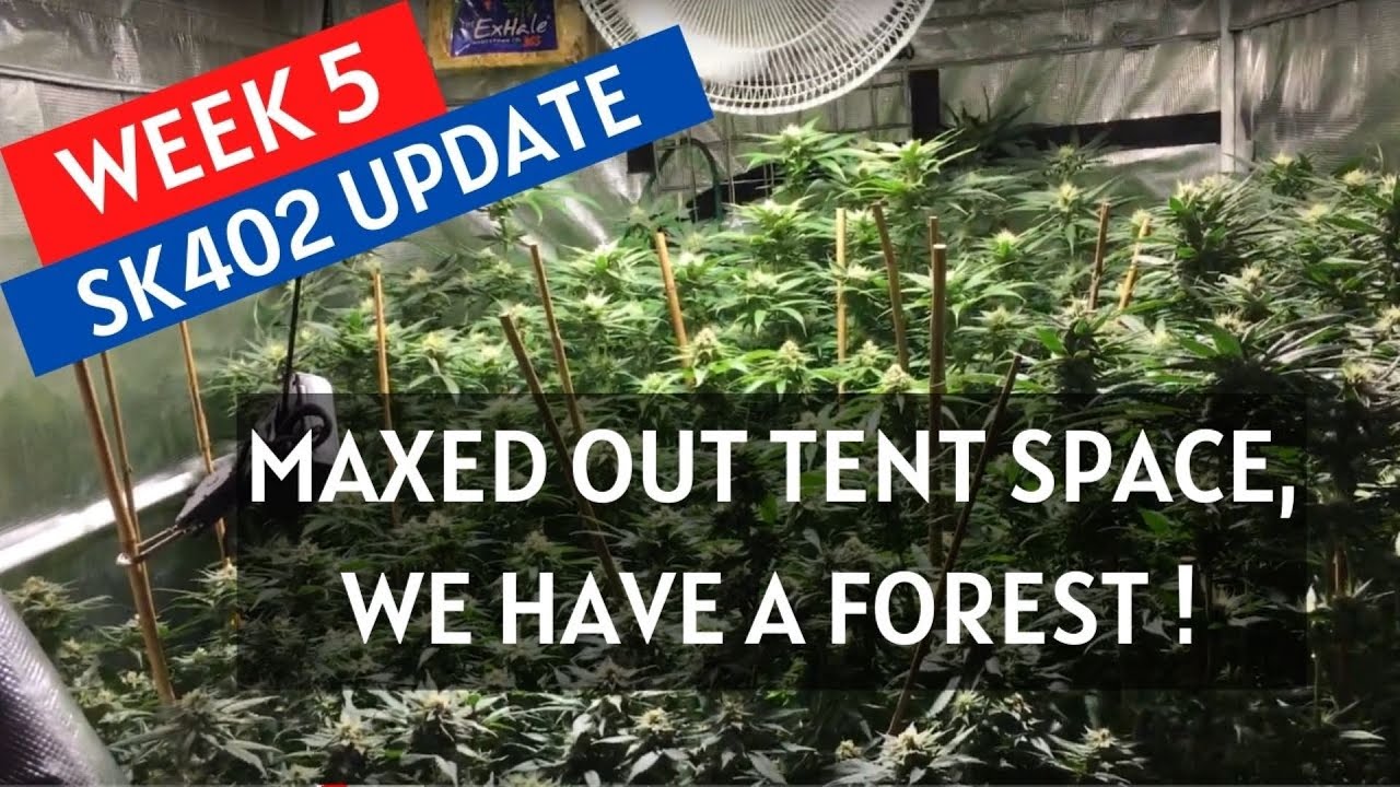 Growing Cannabis: Week 5 of Flower