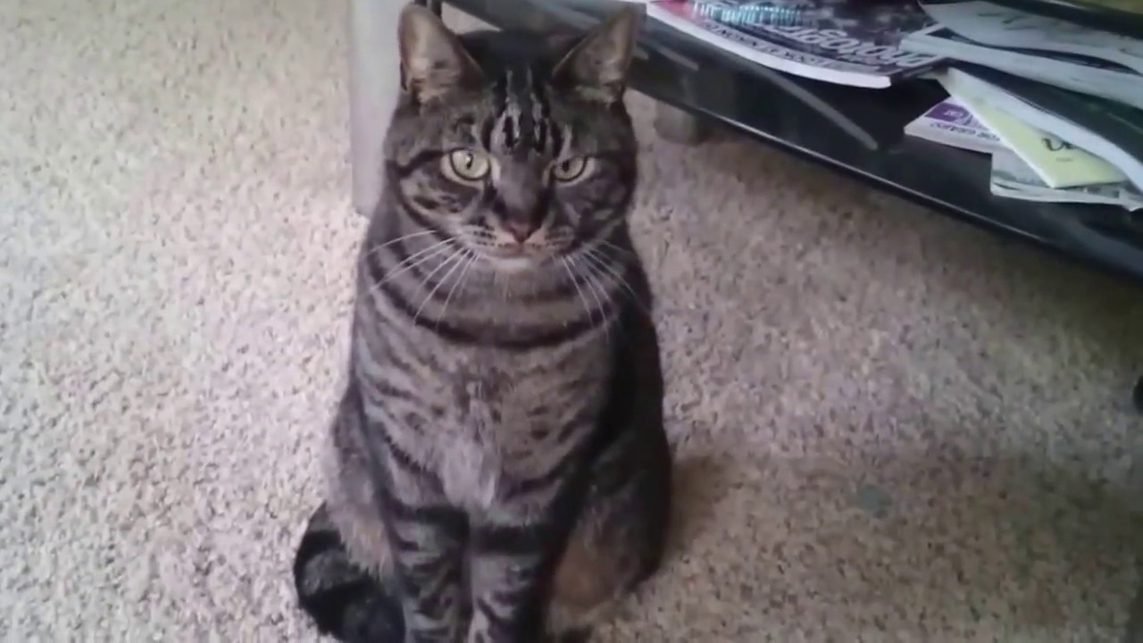 Clever cat does Awesome tricks ¦¦ Laura Kim Vigor