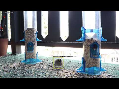 BirdBot AI - Day 2 - Black-Capped Chickadees