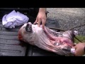 Live off the Land! How to kill and process a small hog for smoking (graphic)