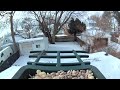 Return of the Starlings