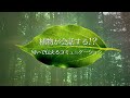 植物が会話する！？　匂いが伝えるコミュニケーション | ガリレオX 第150回