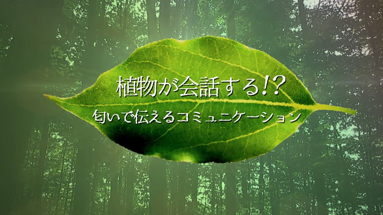 植物が会話する！？　匂いが伝えるコミュニケーション | ガリレオX 第150回