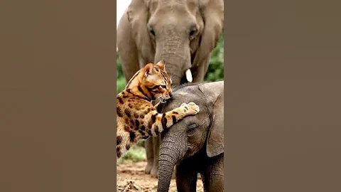 Watch the video about Unlikely Friendship