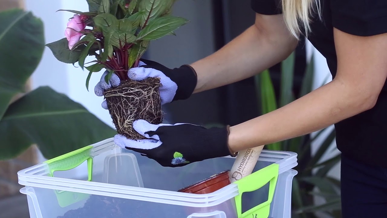 How to water your plants. - Hydrobox - smart plant watering - YouTube