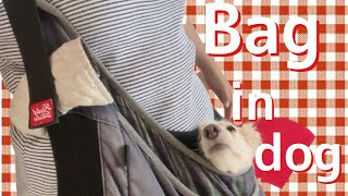 バッグの中が大好きな愛犬【ミニチュアダックスフンド】 by めるちゃんネル 456 views 2 years ago 2 minutes, 4 seconds