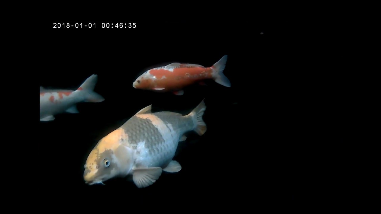 The Koi of Southwest Acupuncture College YouTube