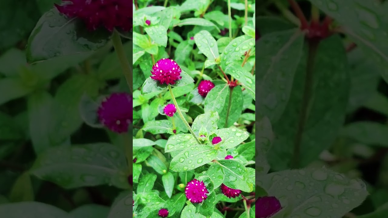 bachelor button flower 💕