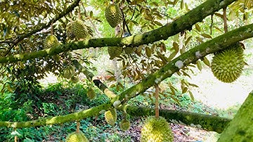 ☘️ Bán Vườn Sầu Riêng 5.100m2 Gần Chợ Xuân Bảo, Gần Cao Tốc Dầu Giây - Phan Thiết || Huyện Cẩm Mỹ