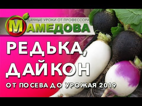 ⭐ Как Вырастить РЕДЬКУ и ДАЙКОН. От Посева до Урожая.