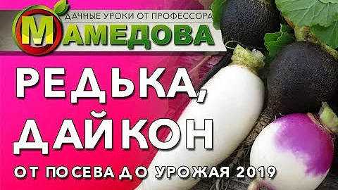 ⭐ Как Вырастить РЕДЬКУ и ДАЙКОН. От Посева до Урожая.