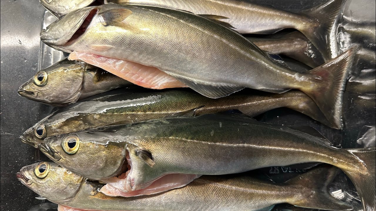 Fishing with chicken heart and  shiny Jigg  - Crazy bites ALL THE TIME!